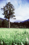 New Zealand - tree in paddock - black pine - photo by Air West Coast