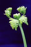 New Zealand - water fern, new growth - photo by Air West Coast