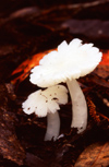 New Zealand - white toadstool - mushroom - photo by Air West Coast