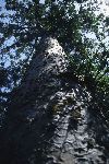New Zealand - Northern North island - Waipoua National Forest - Kaihu: Kauri tree (photographer: Rob Neil)
