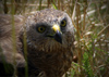hawk, resting, looking, sitting in the grass - bird of prey - raptor (photographer: Mark Duffy)