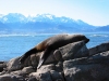 New Zealand - South island - Kaikoura: fur seal (photographer Rod Eime)