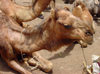 Zinder / Damagaram, Niger: camel at the market - photo by A.Obem
