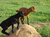 Nigeria: small goats - kids - photo by A.Obem