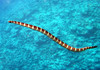 Niue: sea snake - katuali or flat-tail sea snake, Laticauda schistorhynchus - highly venomous reptile - underwater image - photo by R.Eime