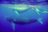 Niue: trio of blue whales - Balaenoptera musculus - underwater image - photo by R.Eime