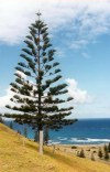 Norfolk island: the Norfolk pine (photo by Galen R. Frysinger)