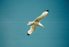 Norway / Norge - Lofoten islands (Nordland): lone seagull (photo by Juraj Kaman)
