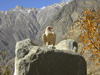 Duikar hamlet, Altit - Northern Areas, Pakistan: eagle at Eagles' Nest hotel - photo by D.Steppuhn