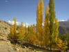 Duikar hamlet, Altit - Northern Areas, Pakistan: trees and the Hunza valley - photo by D.Steppuhn