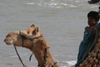 Karachi, Sindh, Pakistan: boy with his camels waits for customers - French Beach - photo by R.Zafar