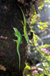 Palau : two green lizards on a tree trunk - reptiles - photo by B.Cain