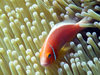 Palau: skunk clownfish - Amphiprion perideraion - Pink Anemonefish in an anenome - anemonefish are immune to the stinging arms of an anemone - underwater image - photo by B.Cain