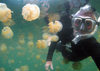 Mecherchar island, Rock Islands / Chelbacheb, Koror state, Palau: Mastigias sp. and diver in the Jellyfish lake - Ongeim'l Tketau - underwater image - photo by B.Cain