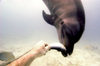 Palau: feeding a dolphin - underwater image - photo by B.Cain