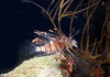Palau: lionfish - underwater image - photo by B.Cain
