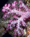 Palau - Underwater Pink purple soft coral - photo by B.Cain