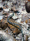 Palau: striped sea snake - underwater image - photo by B.Cain