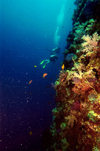 Palau: wall diving - underwater image - photo by B.Cain