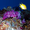Palau: yellow damsel - fish over the coral - underwater image - photo by B.Cain