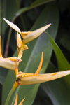 Panama - Bocas del Toro - Tropical jungle flower - photo by H.Olarte