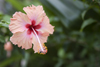 Panama - Bocas del Toro - Pink hibiscus - photo by H.Olarte
