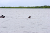 Panama - Bocas del Toro - Dolphins in the Caribbean Sea - photo by H.Olarte