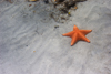 Panama - Bocas del Toro - Starfish on the beach - photo by H.Olarte