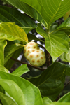 Panama - Bocas del Toro - Noni (Morinda citrifolia) - commonly known as Great morinda, Indian mulberry, Beach mulberry, Tahitian Noni - photo by H.Olarte
