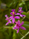 Panama - El Valle de Anton mountain range - Tropical Flower - orchid shape - photo by H.Olarte