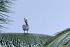 Pelican on a palm tree - Isla Grande, Coln, Panama, Central America - photo by H.Olarte