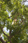 Panama City / Ciudad de Panama: man picking mangos from the tree - Amador Causeway - photo by H.Olarte
