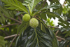 Panama City / Ciudad de Panama: breadfruit - Artocarpus altilis - rbol del pan - photo by H.Olarte