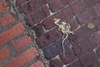 Panama City / Ciudad de Panama: flattened rat - dead mouse on the curb - photo by H.Olarte