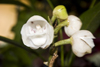 El Valle de Anton, Cocle province, Panama: Flor del Espiritu Santo, Holy Ghost Orchid, Peristeria elata - national flower of the Republic of Panama - photo by H.Olarte