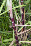 Anton, Cocle province, Panama: ripe sugarcane stem - Saccharum - photo by H.Olarte