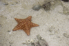 Galeta Island, Coln province, Panama: orange star fish, Smithsonian Tropical Research Institute, Galeta Point - photo by H.Olarte