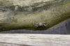 Galeta Island, Coln province, Panama: crab on a log, Galeta Point - photo by H.Olarte