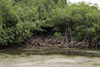 Galeta Island, Coln province, Panama: mangrove forest protecting the coast - Smithsonian Tropical Research Institute, Galeta Point - photo by H.Olarte