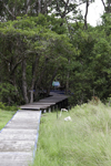 Galeta Island, Coln province, Panama: boardwalk into the mangrove, Galeta Point, Smithsonian Tropical Research Institute - photo by H.Olarte