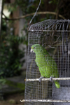 Santiago de Veraguas, Panama: green parrot on a makeshift cage - photo by H.Olarte