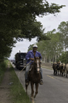 Herrera, Azuero, Los Santos province, Panama: a cowboy guiding a herd along the road - photo by H.Olarte
