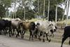 Azuero Peninsula, Los Santos province, Panama: a group of Panamania cowboys guide zebu cattle on the road that connects Divisa and Chitre - photo by H.Olarte