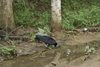 La Villa, Azuero, Los Santos province, Panama: American Black Vulture, Coragyps atratus drinking water at the road side - photo by H.Olarte