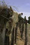 Herrera, Azuero Peninsula, Los Santos province, Panama: cow skull on a fence - photo by H.Olarte
