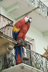Panama - Panama City - street View of old Panama City showing large wooden parrot on a balcony - Casco Viejo - photo by D.Smith
