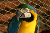 Paraguay - Asuncin - yellow and green parrot - close up - photo by Amadeo Velazquez - Inteligentes y parlanchines, los Papagayos pertenecen a la familia Psittacidae, juntamente con los Guacamayos, los Agapornis, Cacatas, Calopsitas, Roselas, Ring-Necks,