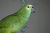 Paraguay - Asuncin - green parrot - photo by Amadeo Velazquez - Loro es el nombre comn que se aplica a unas 340 especies de aves de brillante colorido que incluye entre otros a cacatas, loritos, agapornis, guacamayos y periquitos. El loro imita el habl
