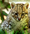 Asuncin, Paraguay: Ocelot, Leopardus pardalis - aka Painted Leopard, McKenney's Wildcat, Jaguarete, Cunaguaro, Manigordo - Asuncin zoo - photo by A.Chang
