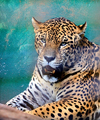 Asuncin, Paraguay: Jaguar, Panthera onca - the largest feline in the Western Hemisphere - Asuncin zoo - photo by A.Chang